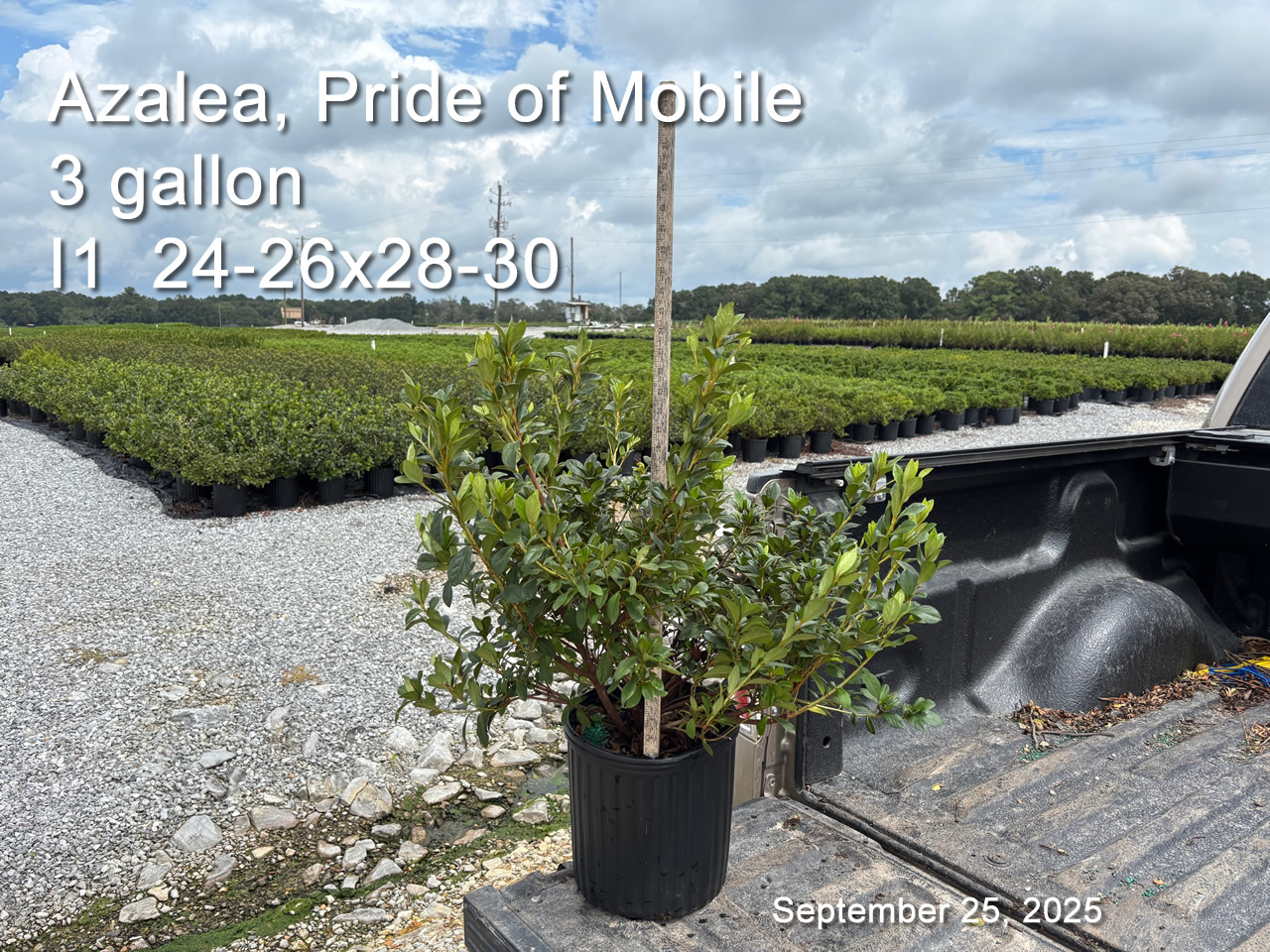 gallery/pm3 i1 sept25.jpg